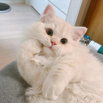 Taufik Hidayat avatar